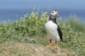 Atlantic puffin standing on cliff edge Royalty Free Stock Photo