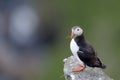 Atlantic Puffin standing cliff edge Royalty Free Stock Photo