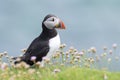 Atlantic puffin standing on cliff edge in pink thrift Royalty Free Stock Photo