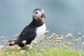 Atlantic puffin standing on cliff edge in pink thrift Royalty Free Stock Photo