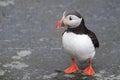 Atlantic Puffin standing cliff edge Royalty Free Stock Photo