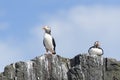 Atlantic puffin standing on cliff edge Royalty Free Stock Photo