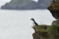 Atlantic puffin standing on the edge of a cliff Royalty Free Stock Photo