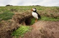 Atlantic puffin standing by its burrow, UK. Royalty Free Stock Photo
