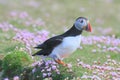 Atlantic Puffin standing by its nest burrow Royalty Free Stock Photo