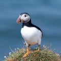 Atlantic puffin standing near its burrow on the  island of Lunga Royalty Free Stock Photo
