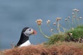 Atlantic puffin standing near its burrow on the  island of Lunga Royalty Free Stock Photo