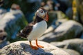 An Atlantic puffin standing on a rock