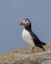 Atlantic puffin standing on rock Royalty Free Stock Photo