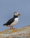 Atlantic puffin standing on rock Royalty Free Stock Photo