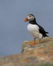 Atlantic puffin standing on rock Royalty Free Stock Photo