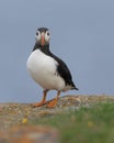 Atlantic puffin standing on rock Royalty Free Stock Photo