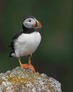 Atlantic puffin standing on rock