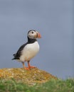 Atlantic puffin standing on rock Royalty Free Stock Photo