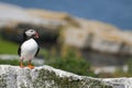 Atlantic Puffin Stands Guard on Rocky Island in Maine Royalty Free Stock Photo