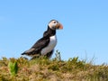 Atlantic puffin Royalty Free Stock Photo