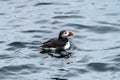 Atlantic Puffin Swimming near Eastern Egg Rock Royalty Free Stock Photo