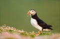 Atlantic puffin in thrift with sand eels in the beak Royalty Free Stock Photo