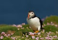 Atlantic puffin in thrift with sand eels in the beak Royalty Free Stock Photo