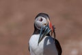 An Atlantic puffin up close with a beak full of sand eels Royalty Free Stock Photo