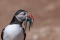 An Atlantic puffin up close with a beak full of sand eels Royalty Free Stock Photo