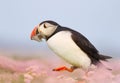 Atlantic puffin walking with sand eels in the beak