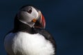 Atlantic puffin, Westman Islands, Iceland