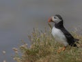 Atlantic puffin (Fratercula arctica) on the edge of a sea cliff on the Isle of Staffa near Mull