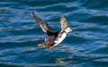 Atlantic Puffin (Fratercula arctica) flying low above water Royalty Free Stock Photo