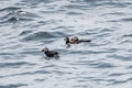 Atlantic Puffins Swimming near Eastern Egg Rock Royalty Free Stock Photo
