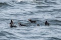 A Group of Atlantic Puffins Swimming near Eastern Egg Rock Royalty Free Stock Photo