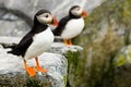 Atlantic Puffins Royalty Free Stock Photo