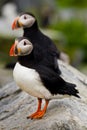 Atlantic Puffins Royalty Free Stock Photo