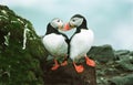 Atlantic Puffins