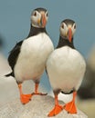 Atlantic Puffins Royalty Free Stock Photo