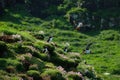 Atlantic Puffins above the flowering cliffs on Lunga Island in Scotland Royalty Free Stock Photo