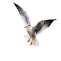 Atlantic Puffins bird or common Puffin flight in transparent background. Fratercula arctica, Generative AI Royalty Free Stock Photo
