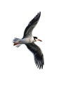 Atlantic Puffins bird or common Puffin flight in transparent background. Fratercula arctica, Generative AI Royalty Free Stock Photo