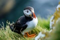 Atlantic Puffins bird or common Puffin in ocean blue background. Fratercula arctica