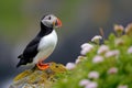 Atlantic Puffins bird or common Puffin in ocean blue background. Fratercula arctica