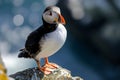 Atlantic Puffins bird or common Puffin in ocean blue background. Fratercula arctica