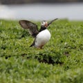 Puffins on the Farne Islands UK