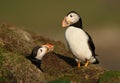 Atlantic Puffins close to the nest Royalty Free Stock Photo