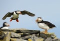 Atlantic puffins on a coastal area Royalty Free Stock Photo