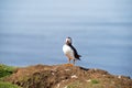 Atlantic puffins, the common puffin, seabird in the auk family, on the Treshnish Isles in Scotland UK