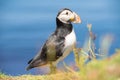 Atlantic puffins, the common puffin, seabird in the auk family, on the Treshnish Isles in Scotland UK