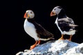 Atlantic puffins, Farne Islands Nature Reserve, England Royalty Free Stock Photo