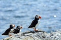 Atlantic puffins, Farne Islands Nature Reserve, England Royalty Free Stock Photo