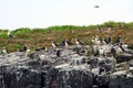 Atlantic puffins, Farne Islands Nature Reserve, England Royalty Free Stock Photo