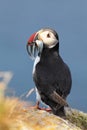 Atlantic Puffins with fish Royalty Free Stock Photo